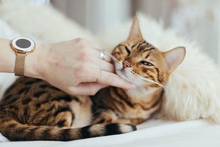 Savannah Cat lying down inside with their owner stroking them under their chin